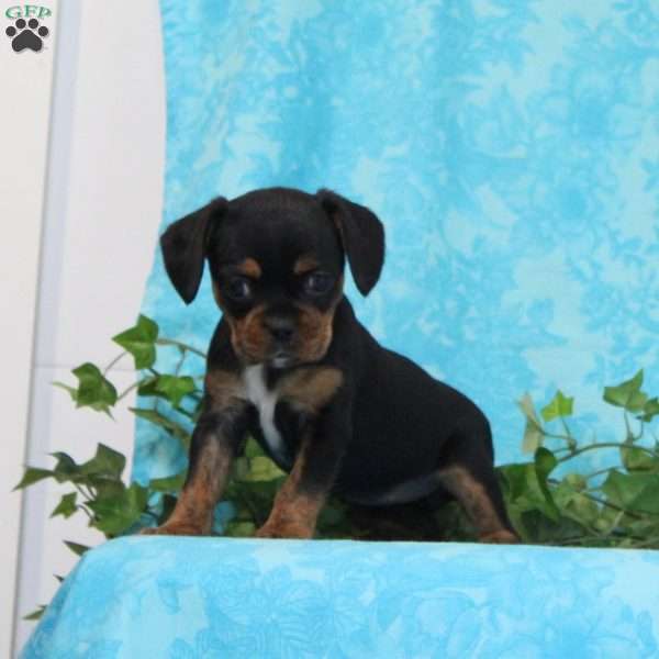 Taffy, Boston Terrier Mix Puppy